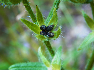 Anchusa arvensis