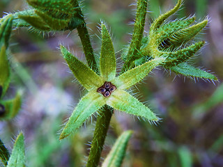 Anchusa arvensis