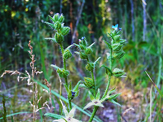 Anchusa arvensis