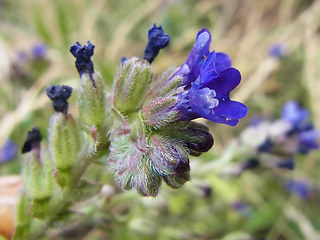 Anchusa officinalis