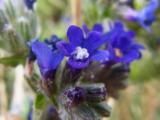 Anchusa officinalis