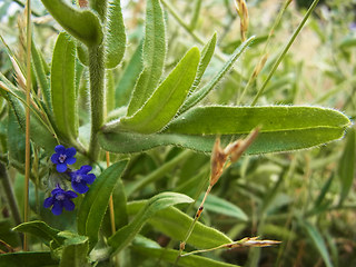 Anchusa officinalis