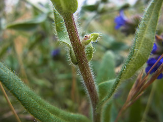 Anchusa officinalis