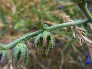 Anchusa officinalis