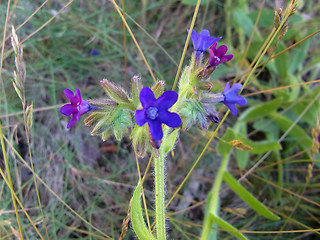 Anchusa officinalis