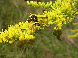 Ancistrocerus nigricornis