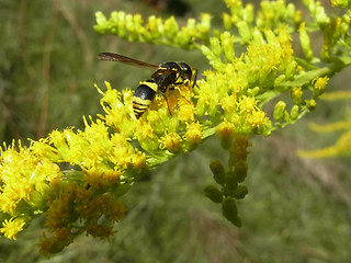 Ancistrocerus nigricornis