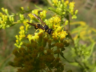 Ancistrocerus nigricornis