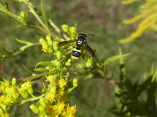 Ancistrocerus nigricornis