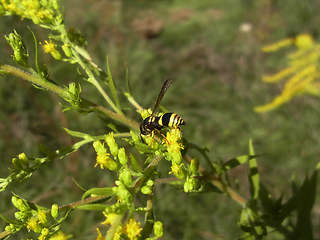 Ancistrocerus nigricornis