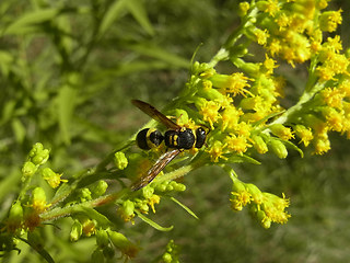 Ancistrocerus nigricornis