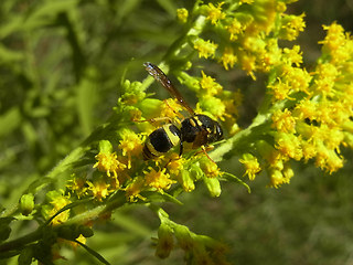 Ancistrocerus nigricornis