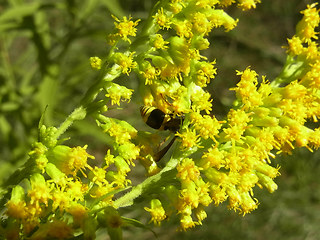 Ancistrocerus nigricornis