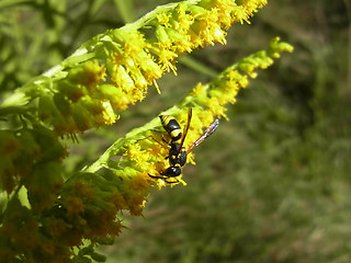 Ancistrocerus nigricornis