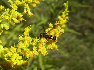 Ancistrocerus nigricornis