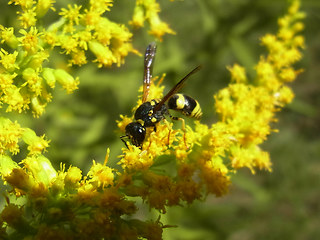 Ancistrocerus nigricornis