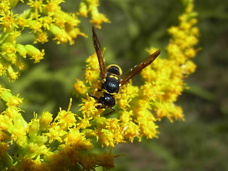 Ancistrocerus nigricornis