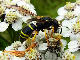 Ancistrocerus trifasciatus