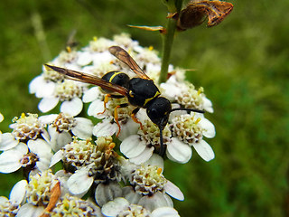 Ancistrocerus trifasciatus