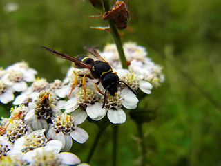 Ancistrocerus trifasciatus