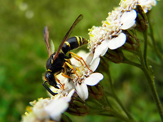 Ancistrocerus trifasciatus