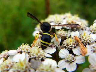 Ancistrocerus trifasciatus