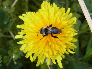 Andrena cineraria