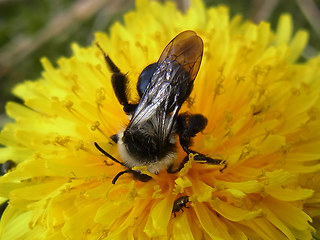 Andrena cineraria