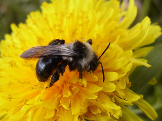 Andrena cineraria