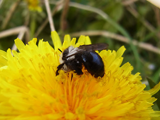 Andrena cineraria