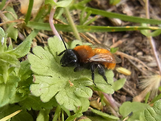 Andrena fulva