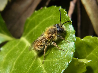 Andrena fulva