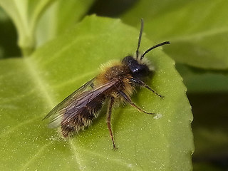 Andrena fulva