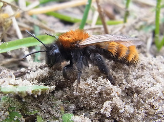 Andrena fulva