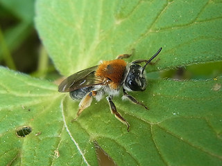 Andrena haemorrhoa