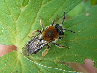 Andrena haemorrhoa