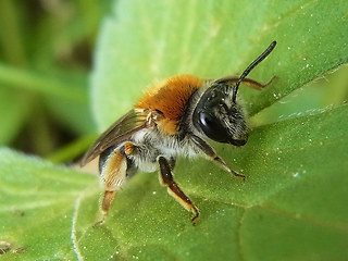 Andrena haemorrhoa