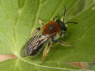 Andrena haemorrhoa