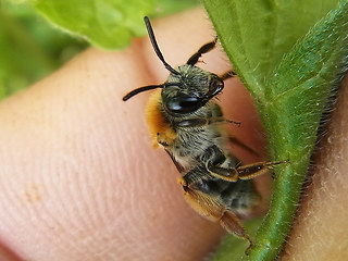 Andrena haemorrhoa