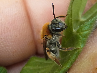 Andrena haemorrhoa