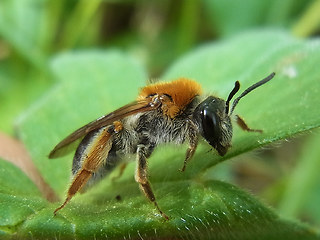 Andrena haemorrhoa