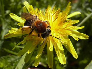 Andrena haemorrhoa