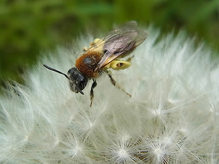 Andrena haemorrhoa