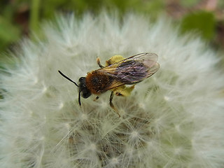 Andrena haemorrhoa