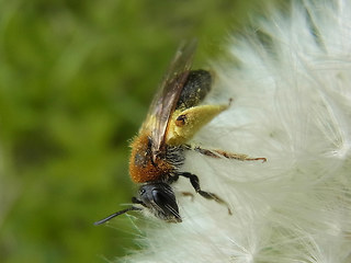 Andrena haemorrhoa