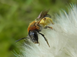 Andrena haemorrhoa