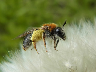 Andrena haemorrhoa