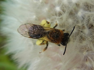 Andrena haemorrhoa