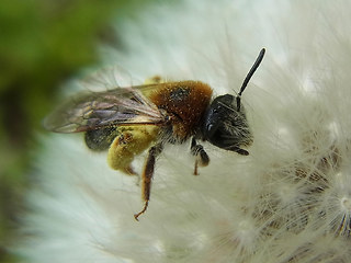 Andrena haemorrhoa