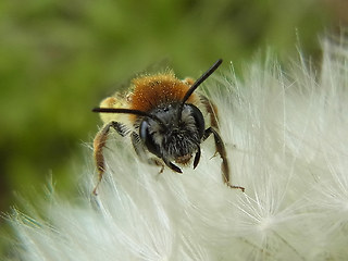 Andrena haemorrhoa